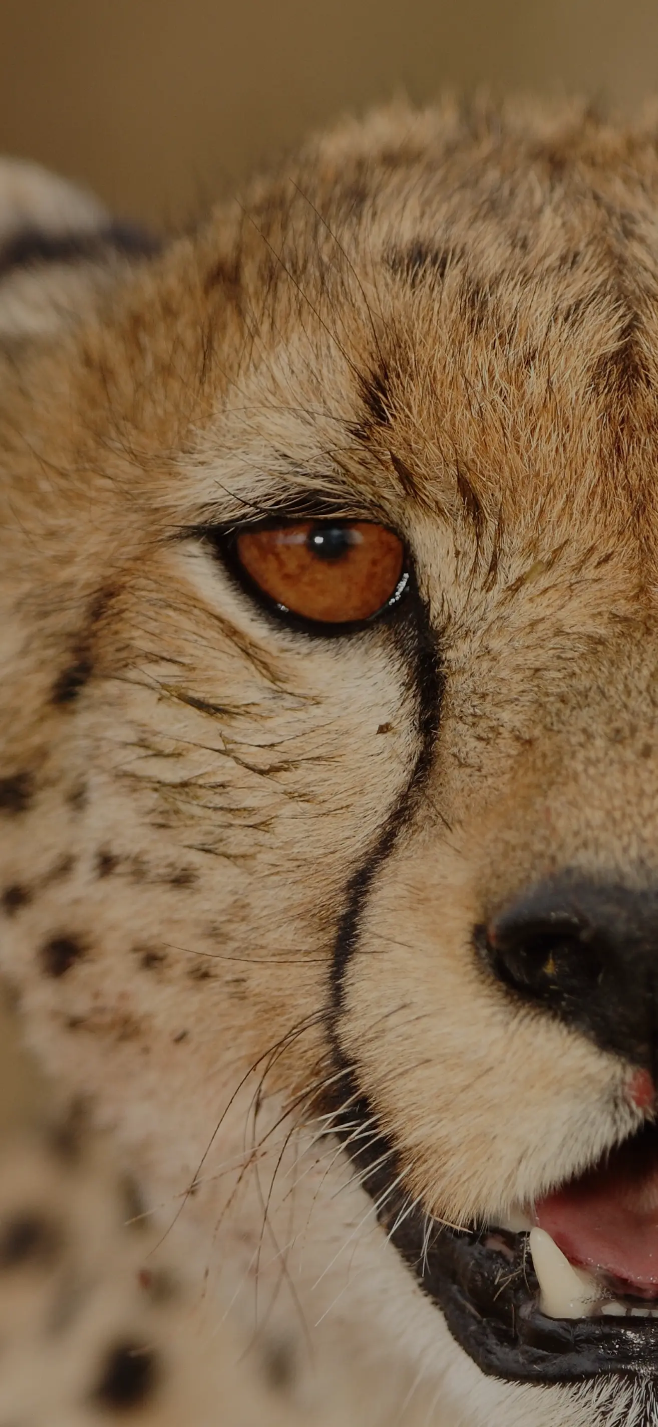 Close up photo of a leopard's face in a grassy field